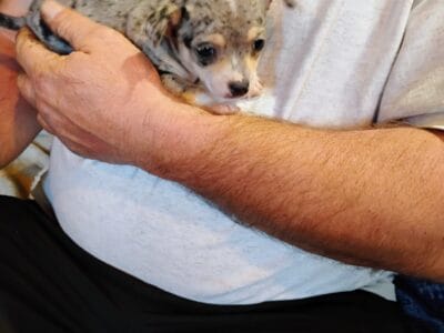 Chihuahua