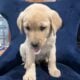 Pure Yellow Puppy Labs