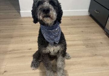 3 y.o FB2 Bernedoodle