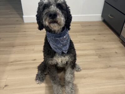 3 y.o FB2 Bernedoodle