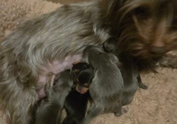 Puppies ready in 8 wks