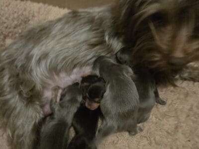 Puppies ready in 8 wks
