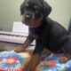 AKC Rottweiler Puppies