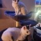 Kittens for sale