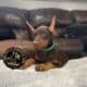 Doberman Puppies