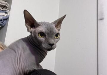 Sphynx Pair