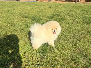 CKC Pomeranian: Danny Boy male
