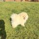 CKC Pomeranian: Danny Boy male