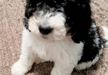 Male Bernedoodle Puppy
