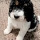 Male Bernedoodle Puppy