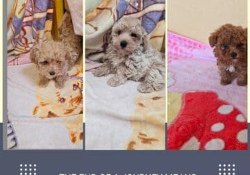 Maltipoo puppy