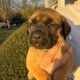 English Mastiff Puppies