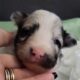 Sheltie puppies
