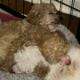 Tiny toy poodles