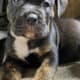 Cane corso puppies