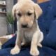 Pure Yellow Puppy Labs