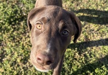 Lab mix female puppy