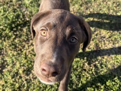 Lab mix female puppy
