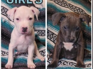 Blue nose puppies