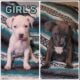 Blue nose puppies