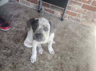 Lilac pitt puppies