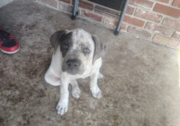 Lilac pitt puppies