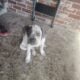 Lilac pitt puppies