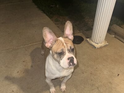 Exotic bully/ frenchie bully