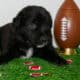AKC/ASCA Registered Australian Shepherd Puppies