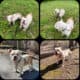 Olde English Bulldogge Puppies Due June 3 – Waitli