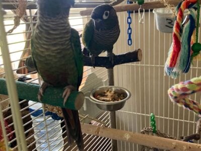 Green Cheek Conure looking for good home