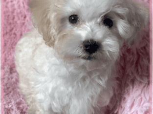 Maltipoo Male
