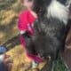 Australian shepherd boy 3