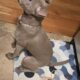 Female Pitbull 5 months old