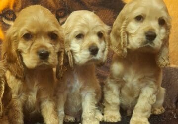 3 Full-Bloofed Male English Cocker Spaniels