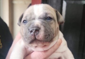 Staffordshire bull terrier pups