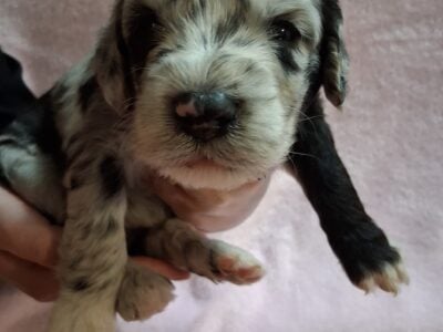 Dogs & Puppies