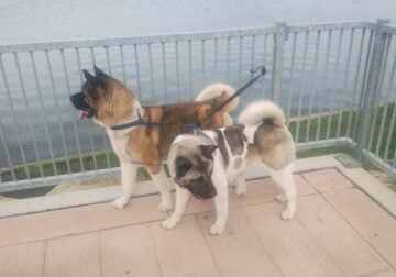 Selling American Akita Puppies