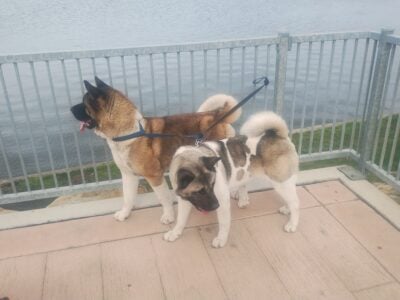 Selling American Akita Puppies