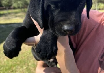 Black Lab Puppy 1 Female