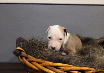 American pit bull terrier puppies.