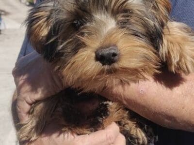 Yorkie Puppies – 6 month old – shots