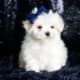 Yogurt AKC Maltese