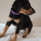 Doberman puppies