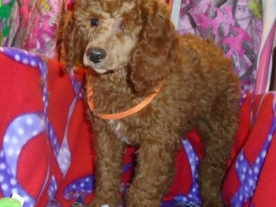 Green Collar Red Poodle