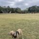 Puppy Presa Canario