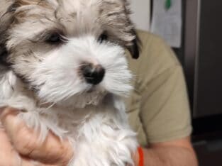 Fluffy Baby