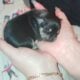 Puppies for sale