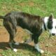 Beautiful Brindle Pitbull Female