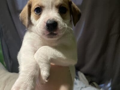 Puppies in need of forever loving homes